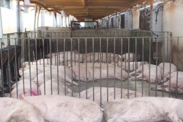 Pig Stall